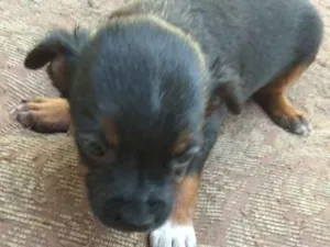 Cachorro raça SRD idade Abaixo de 2 meses nome Sem nome