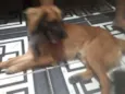 Bolinha e Lincy