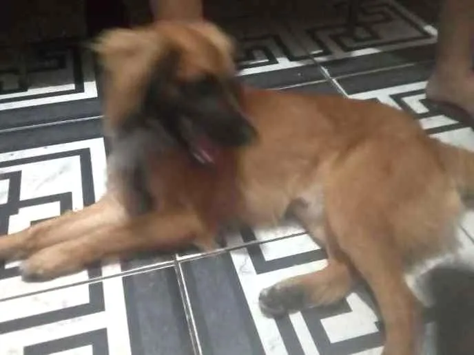 Cachorro ra a  Salsicha com Pastor alemão idade 1 ano nome Bolinha e Lincy
