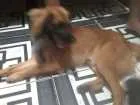 Cachorro raça  Salsicha com Pastor alemão idade 1 ano nome Bolinha e Lincy