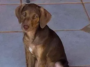Cachorro raça Indefiro idade 2 a 6 meses nome Ygor