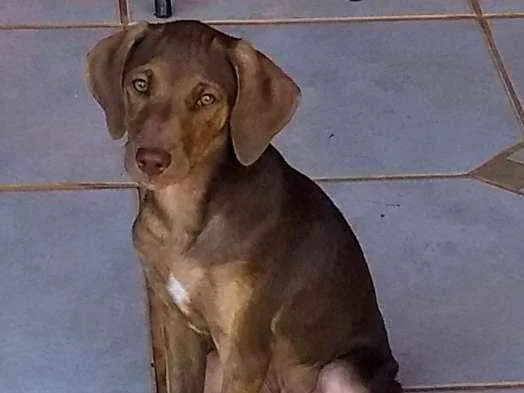 Cachorro ra a Indefiro idade 2 a 6 meses nome Ygor