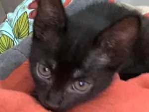 Gato raça Sem raça idade 2 a 6 meses nome Ariel