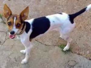 Cachorro raça Fox paulistinha idade 3 anos nome Penelope