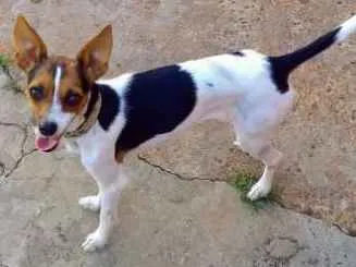 Cachorro ra a Fox paulistinha idade 3 anos nome Penelope