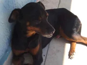 Cachorro raça SRD idade 3 anos nome Tusho