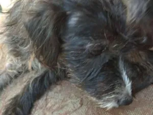 Cachorro raça SRD idade 2 anos nome Aisha