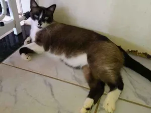 Gato raça Siames idade 3 anos nome Tom, 