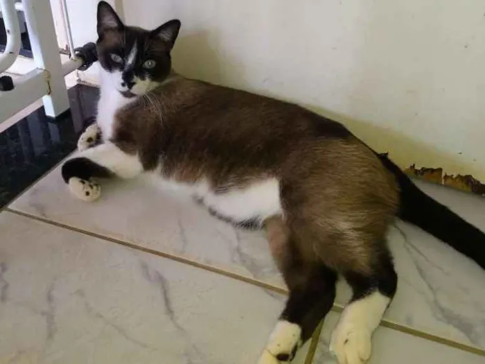 Gato ra a Siames idade 3 anos nome Tom, mel