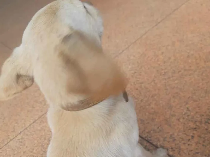 Cachorro ra a Viralata idade 2 a 6 meses nome Bianca