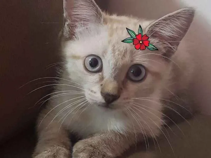 Gato ra a Linda Tigrinha idade Abaixo de 2 meses nome Tigrinha
