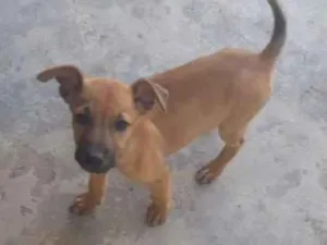 Cachorro raça vira lata idade Abaixo de 2 meses nome não identificado
