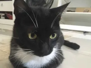 Gato raça Sem raça definida idade 3 anos nome Preto