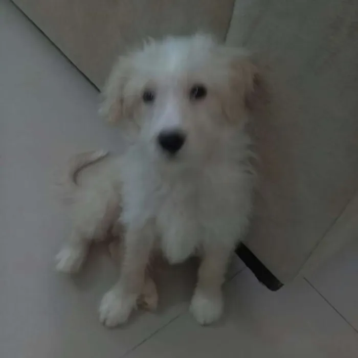 Cachorro raça  idade 2 a 6 meses nome Billy