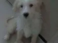 Billy