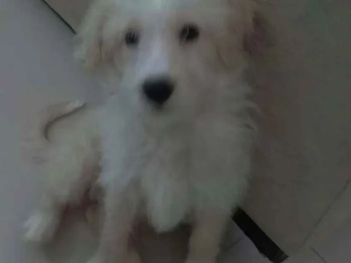 Cachorro raça  idade 2 a 6 meses nome Billy