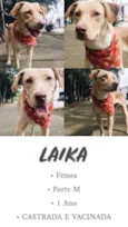 laika
