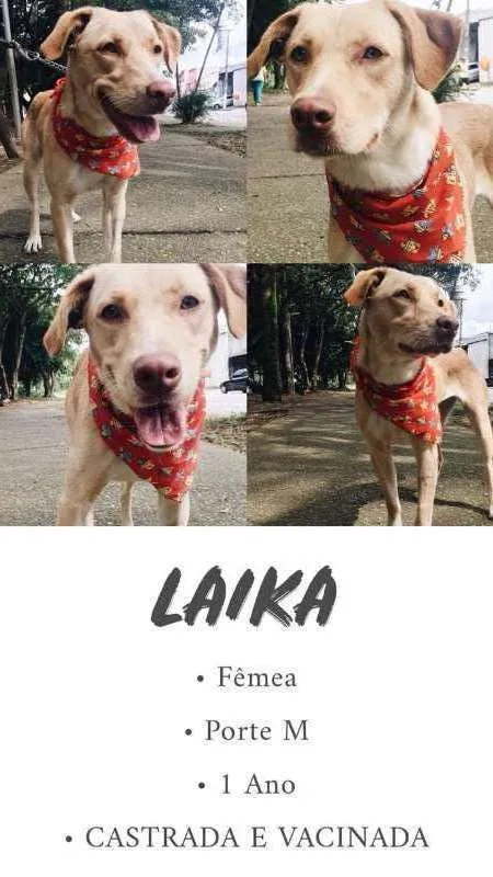 Cachorro ra a SRD idade 1 ano nome laika