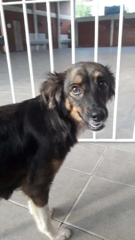 Cachorro ra a Sem raça definida idade 3 anos nome Bruna