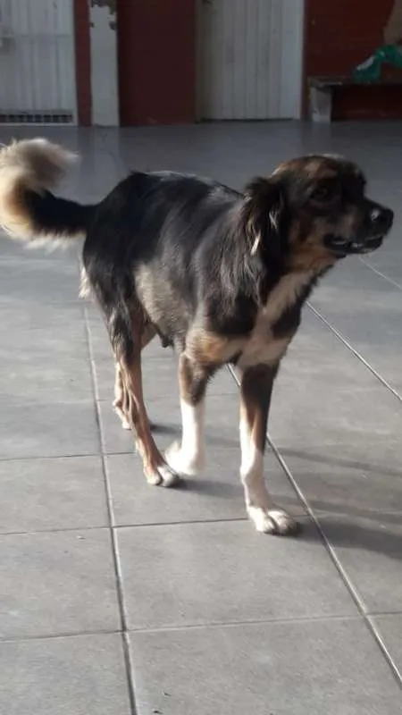 Cachorro ra a Sem raça definida idade 3 anos nome Bruna
