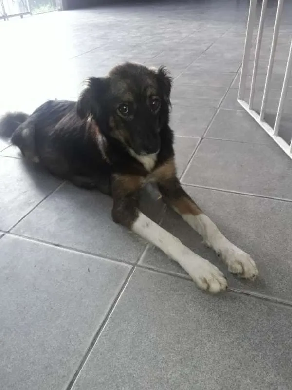 Cachorro ra a Sem raça definida idade 3 anos nome Bruna