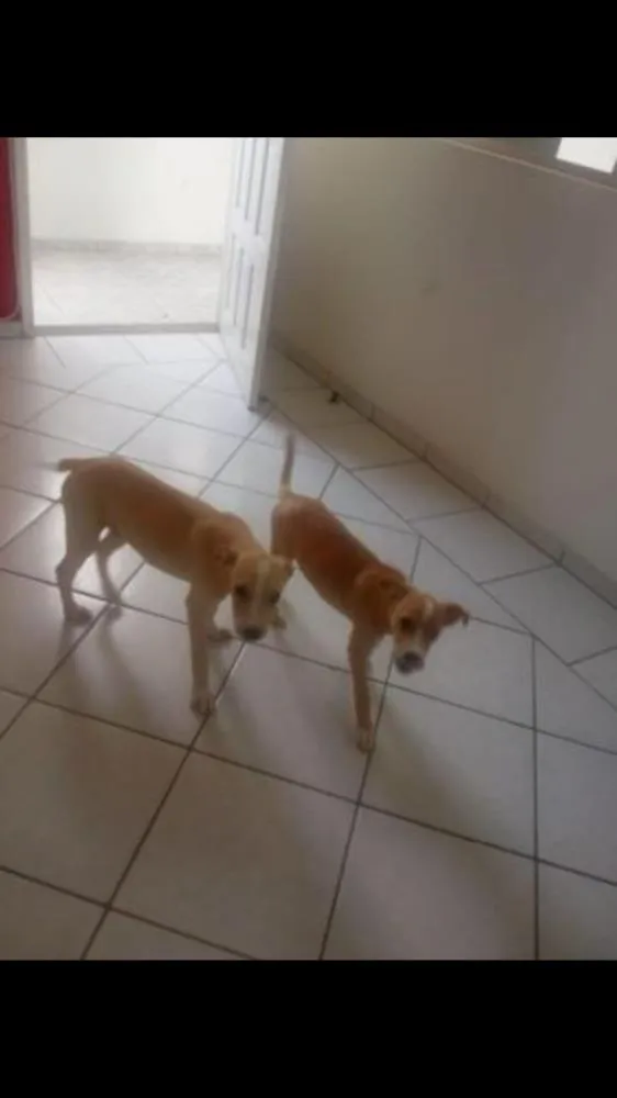 Cachorro ra a Labrador com pitbull idade 2 a 6 meses nome Bruce