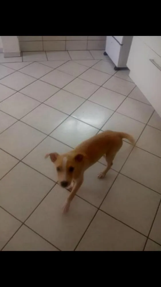 Cachorro ra a Labrador com pitbull idade 2 a 6 meses nome Bruce