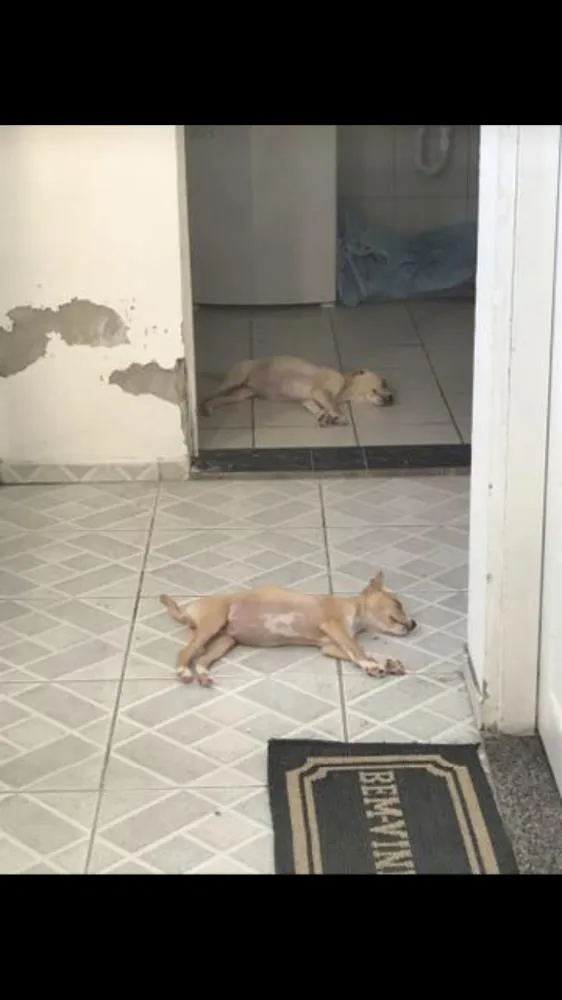 Cachorro ra a Labrador com pitbull idade 2 a 6 meses nome Bruce