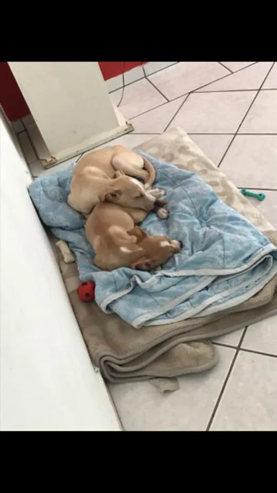 Cachorro ra a Labrador com pitbull idade 2 a 6 meses nome Bruce