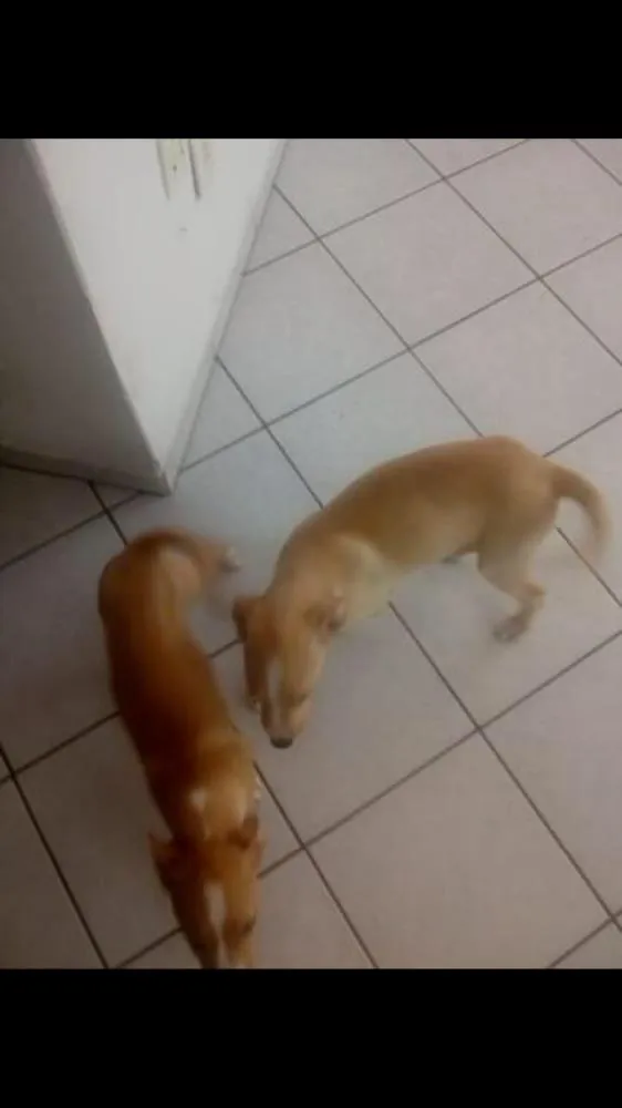 Cachorro ra a Labrador com pitbull idade 2 a 6 meses nome Bruce