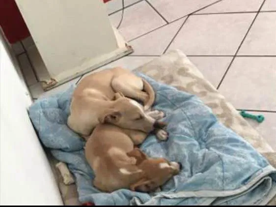 Cachorro ra a Labrador com pitbull idade 2 a 6 meses nome Bruce