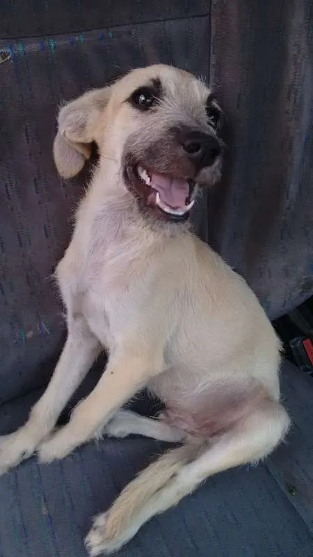 Cachorro ra a Desconhecida idade 2 a 6 meses nome Sem nome