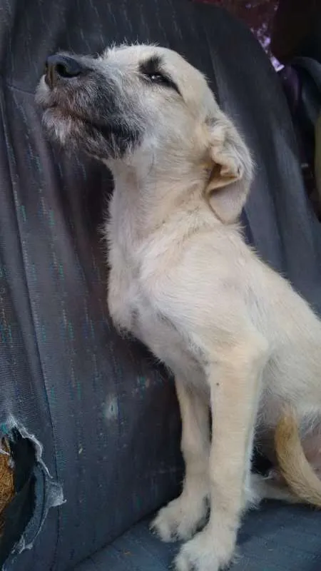 Cachorro ra a Desconhecida idade 2 a 6 meses nome Sem nome