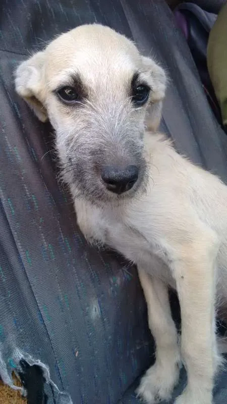 Cachorro ra a Desconhecida idade 2 a 6 meses nome Sem nome