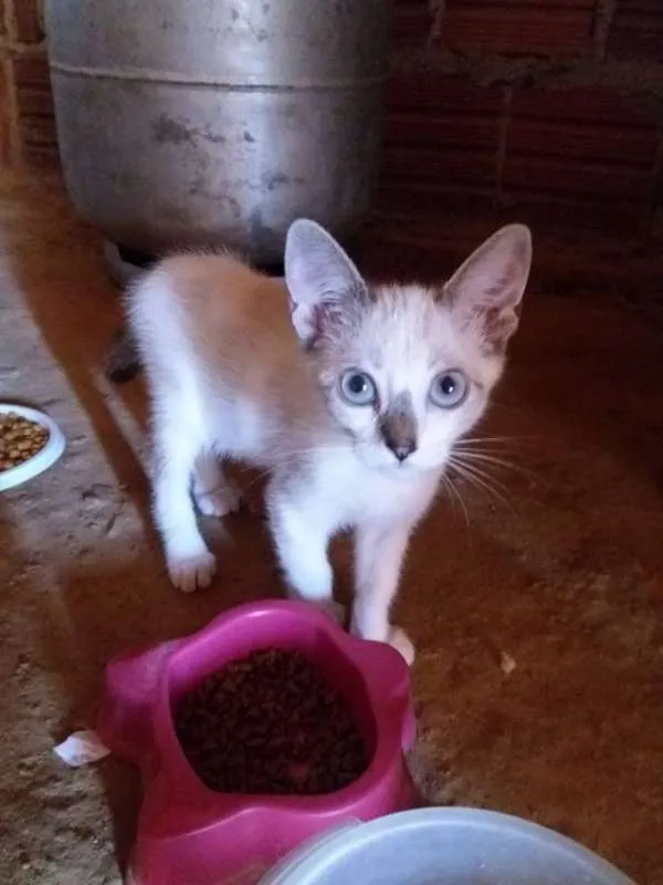 Gato ra a A mãe é persa idade 2 a 6 meses nome Sem nome