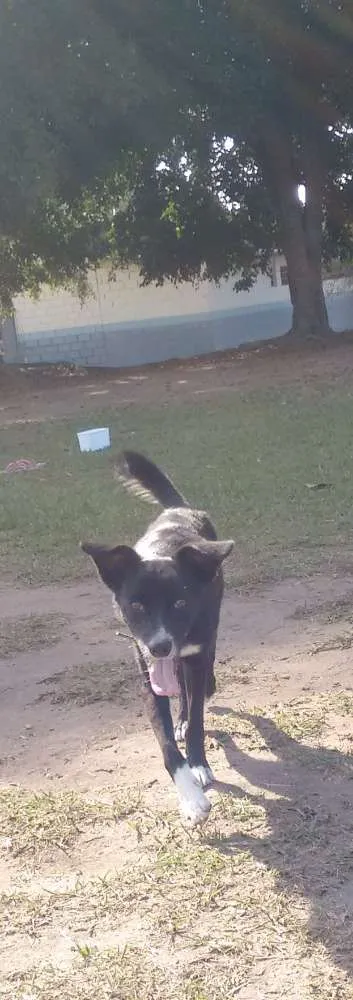 Cachorro ra a Sem raça definida idade 3 anos nome Bisqui