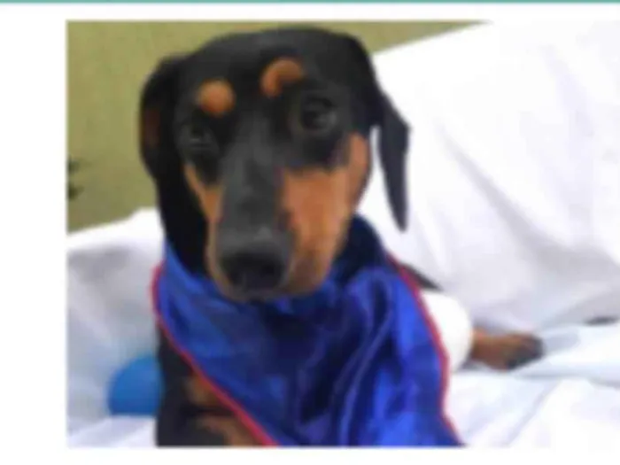Cachorro ra a Daschund  idade 3 anos nome Spike 