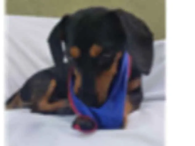 Cachorro ra a Daschund  idade 3 anos nome Spike 