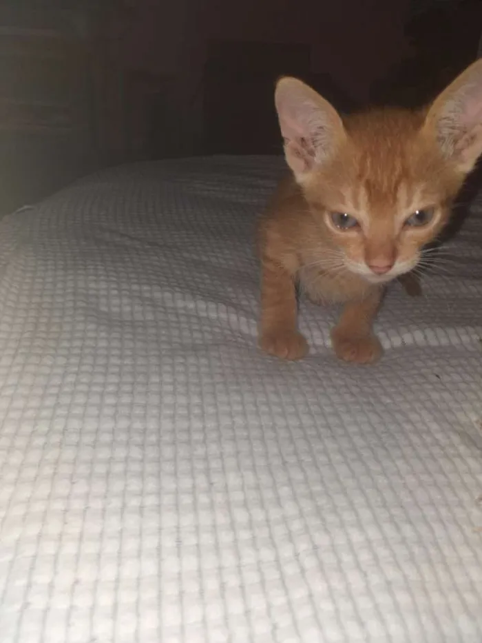 Gato ra a SRD idade 2 a 6 meses nome Peter 