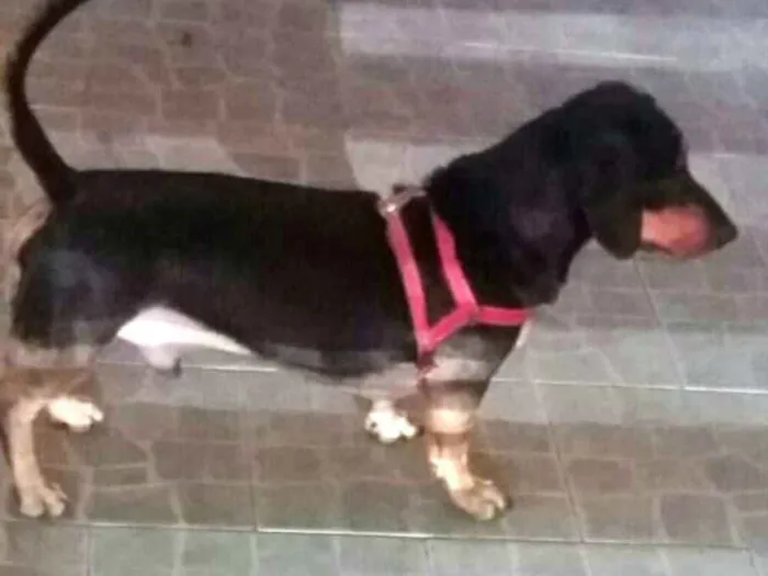 Cachorro ra a Daschund  idade 3 anos nome Spike 