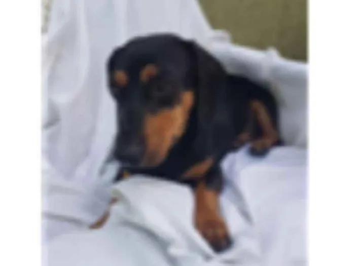 Cachorro ra a Daschund  idade 3 anos nome Spike 