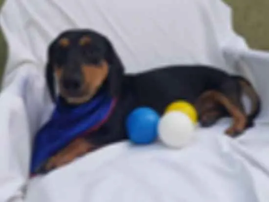 Cachorro ra a Daschund  idade 3 anos nome Spike 