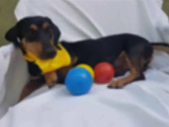 Cachorro ra a Daschund  idade 3 anos nome Spike 