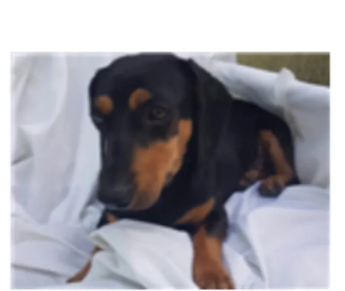 Cachorro ra a Daschund  idade 3 anos nome Spike 