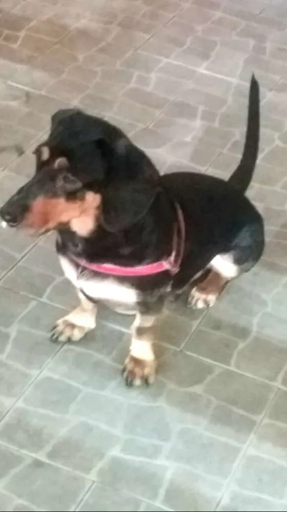 Cachorro ra a Daschund  idade 3 anos nome Spike 