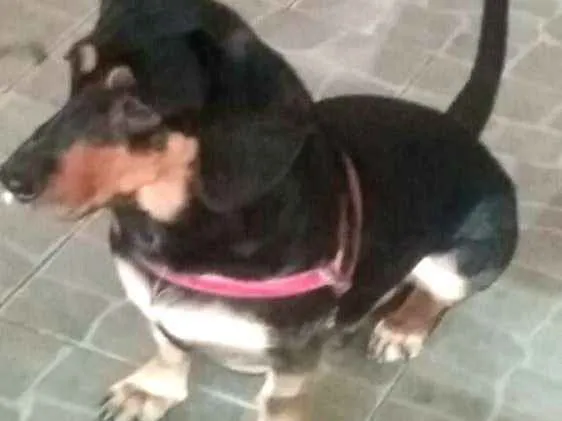 Cachorro ra a Daschund  idade 3 anos nome Spike 