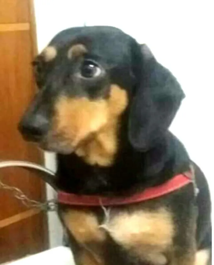 Cachorro ra a Daschund  idade 3 anos nome Spike 
