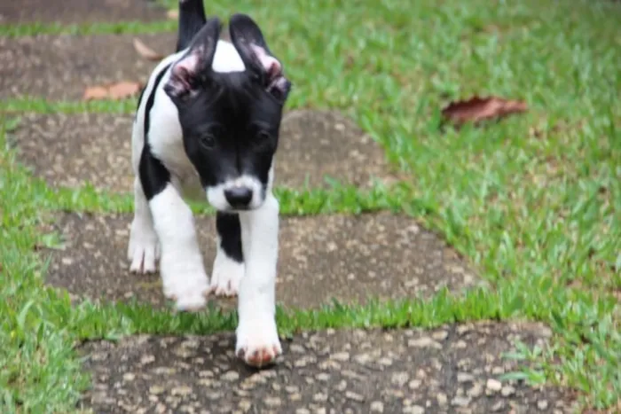 Cachorro ra a SRD idade  nome Mick