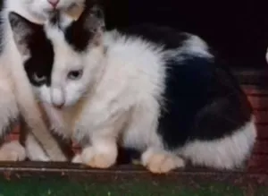 Gato raça  idade 2 a 6 meses nome Marie