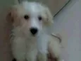Billy
